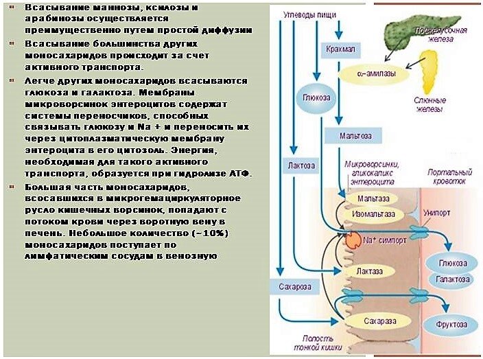 Схема переваривания углеводов в жкт биохимия