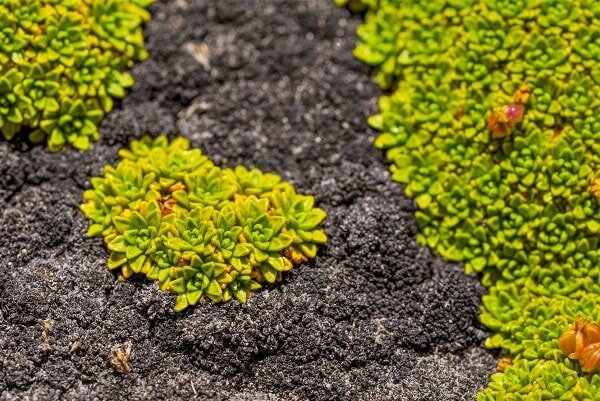 Если приглядеться то это вовсе не похоже  на мох.