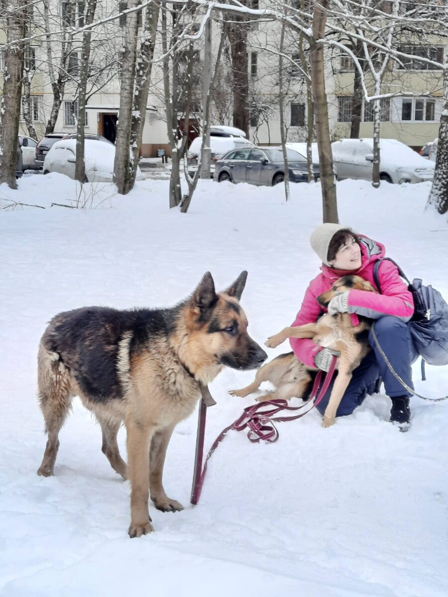 Сначала мы поймали метиса, потом  - овчара