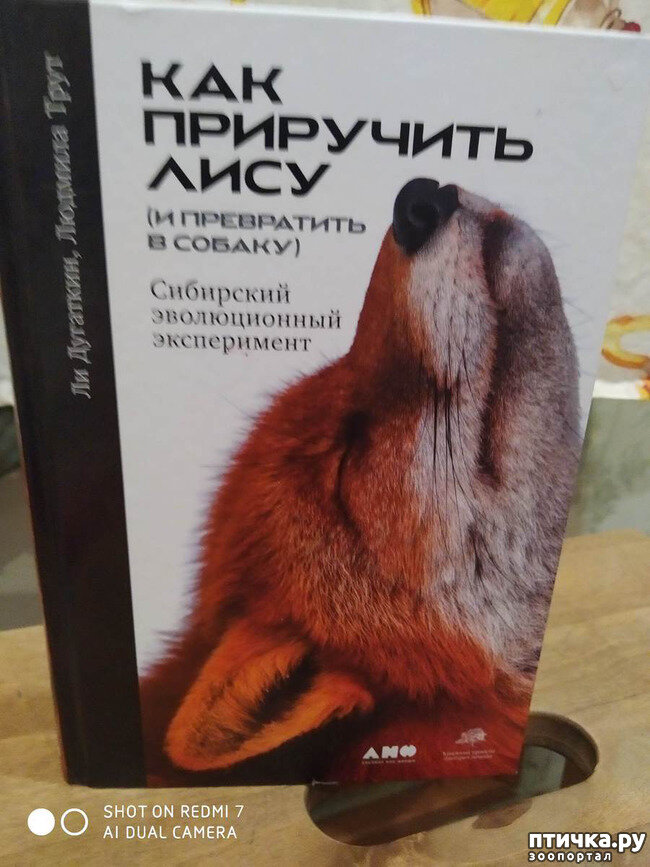 Лисица в майнкрафте. Как приручить лису книга. Как приручить лису в маинкраф. Лиса в майнкрафте приручить. Лиса майнкрафт.