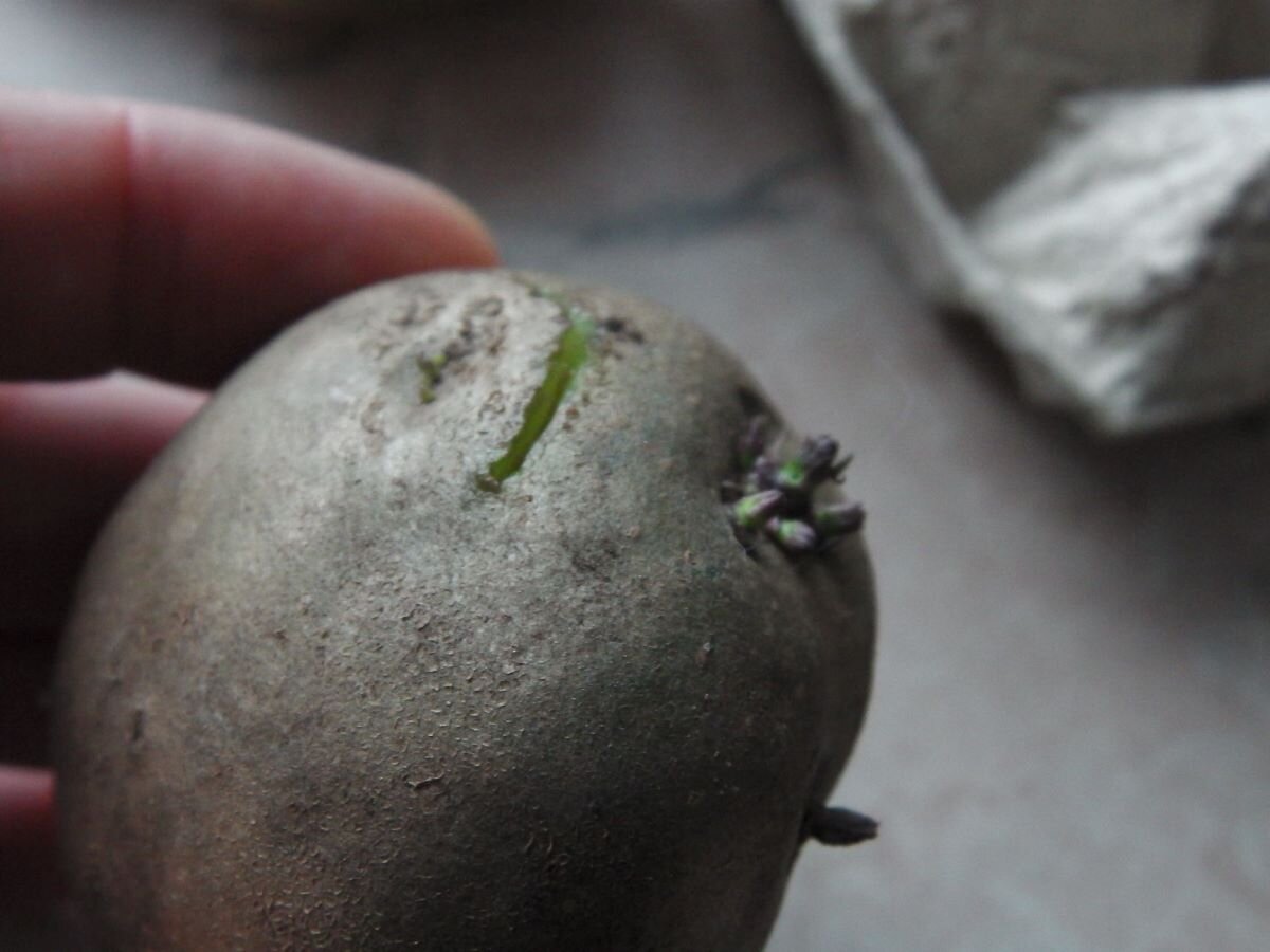 Кербовка картофеля. Картошка с ростками. Пророщенный картофель. Картофель маленькие ростки. Мелкая картошка с ростками.