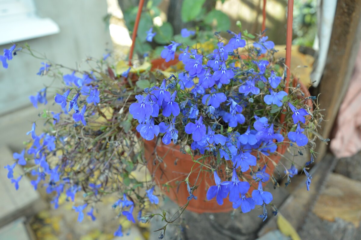 лобелия цветет все лето до самых заморозков