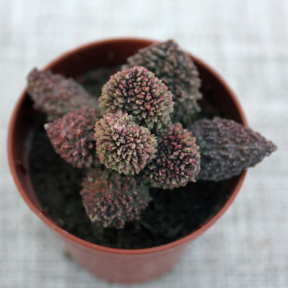 Adromischus 'Herrei'