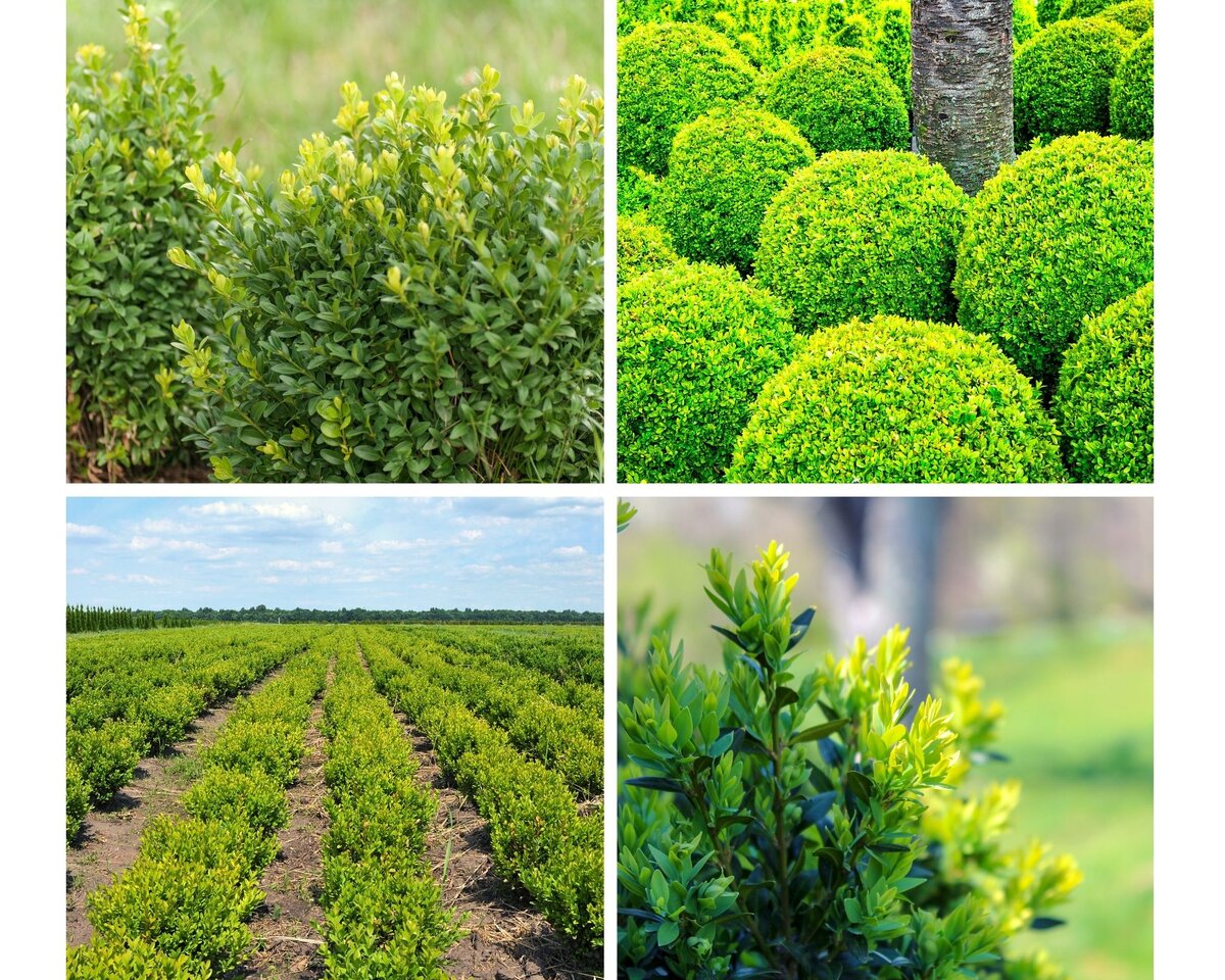 Самшит предпочитает солнечное или полутенистое место.