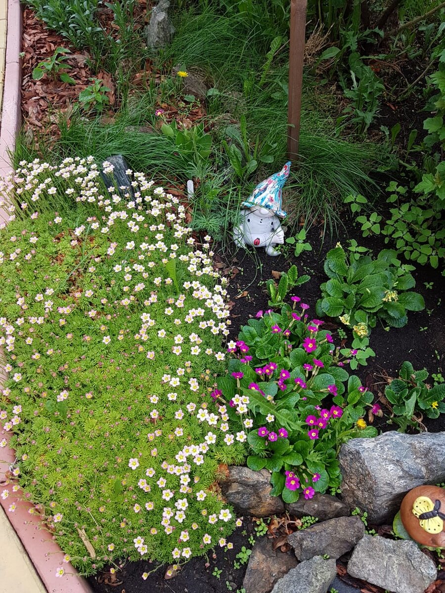 Камнеломка в начале цветения