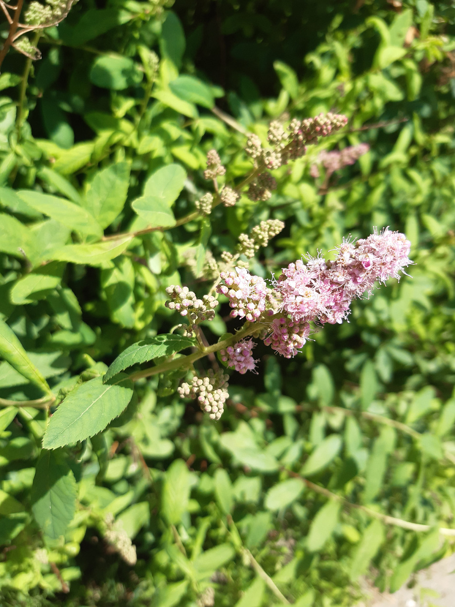 личный архив