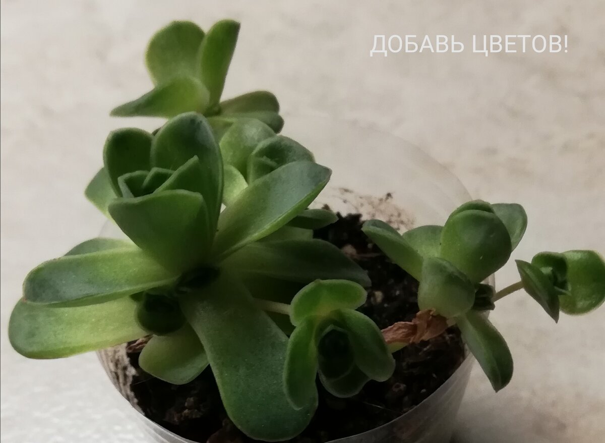 Greenovia