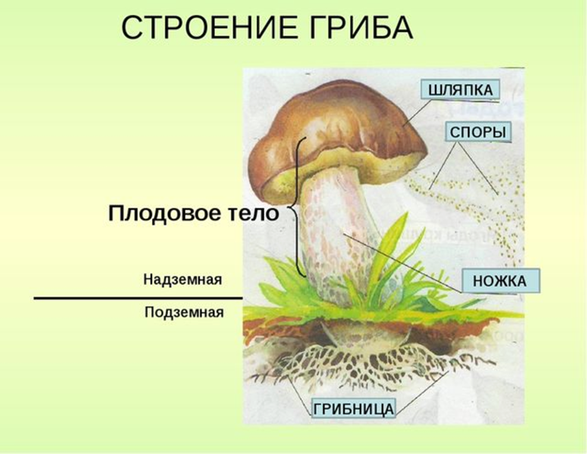 Грибы и их строение. Строение гриба для дошкольников. Гриб и его строение. Название частей гриба. Внешнее строение гриба