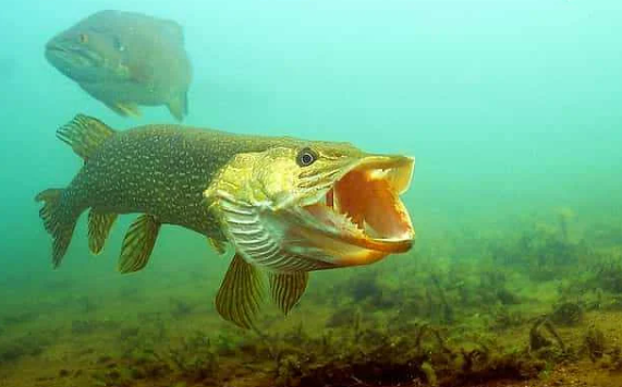 Добавьте описание