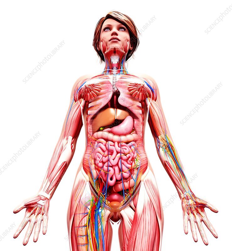 Источник изображения https://www.sciencephoto.com/media/522756/view/female-anatomy-artwork