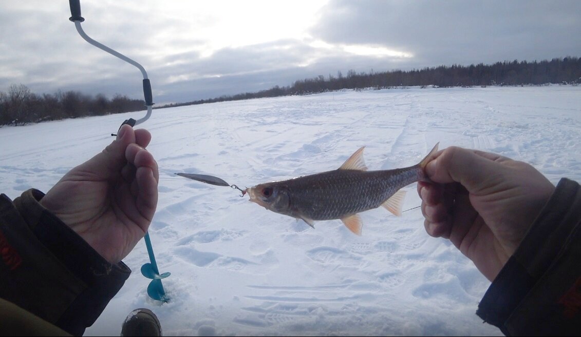 плотва на блесну