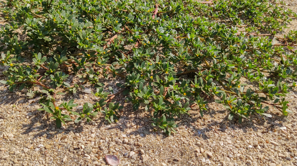 Портулак огородный