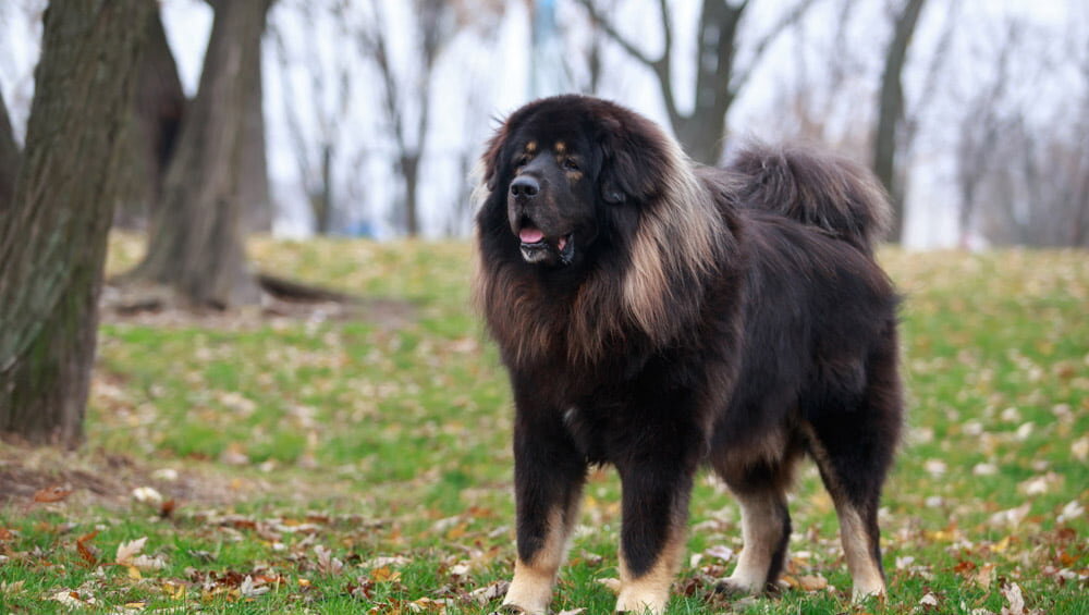 Тибетский мастиф