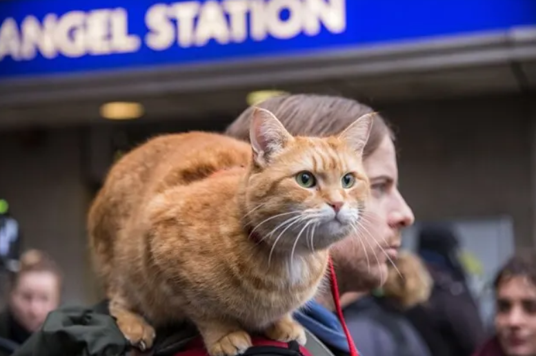 Hello street cat петиция. Рождество кота Боба. A Street Cat named Bob. Кот Боб фото.
