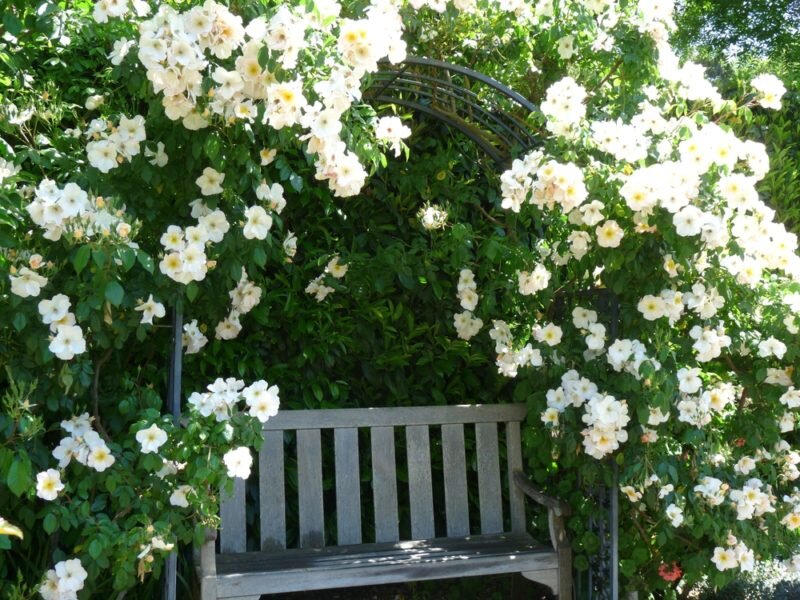 Розы. Иллюстрация для статьи используется по стандартной лицензии