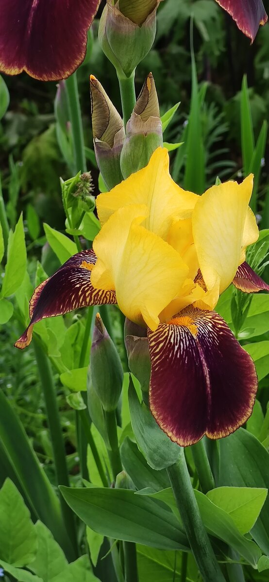 Не правда ли  интересный цвет? 