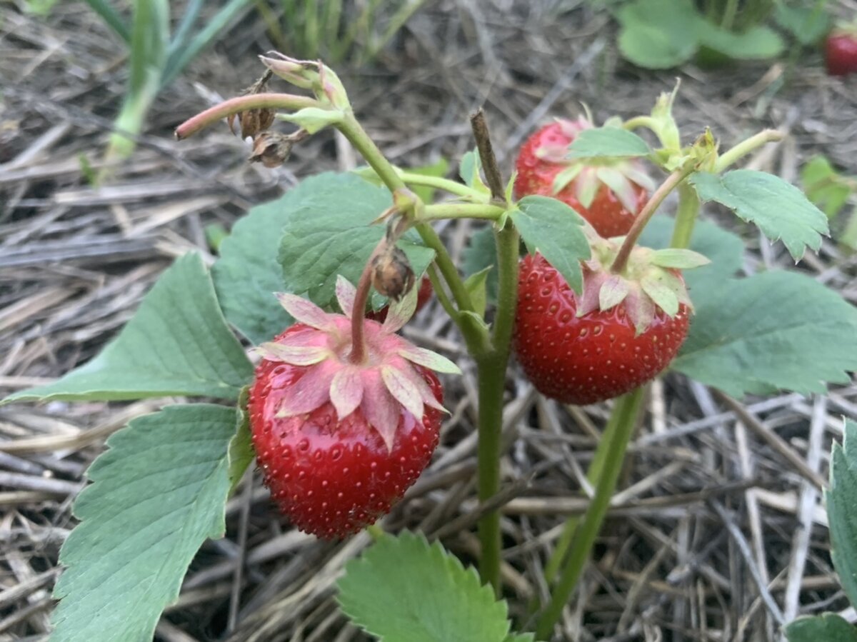 Однозначно сажаем ещё одну грядку в следующем году 