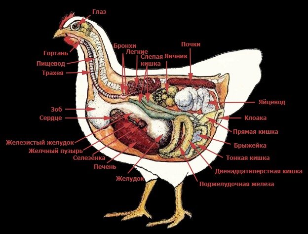 Несколько желудков. Внутренние органы курицы несушки. Внутреннее строение курицы. Курица строение тела. Строение курицы внутренние органы.