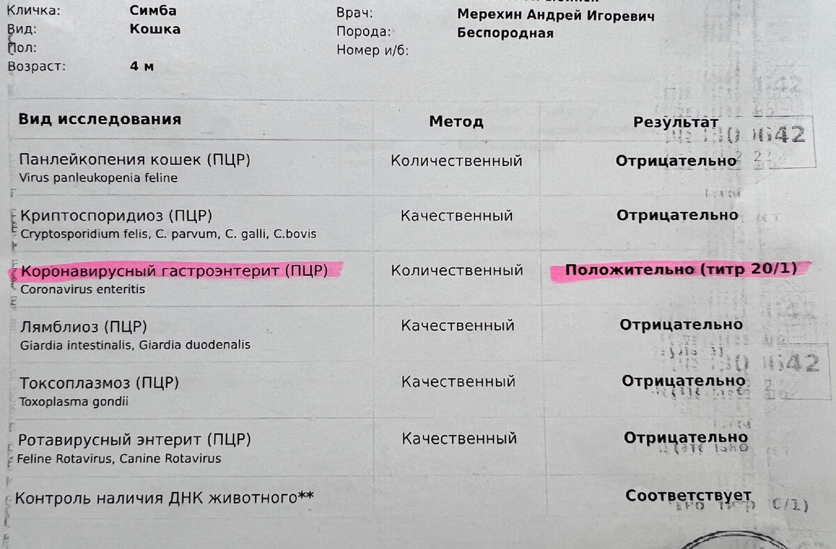 Симба: пришли результаты анализов. Пора бить тревогу? (о том, как прошла наша неделя - докладываю) | Зоркий | Дзен