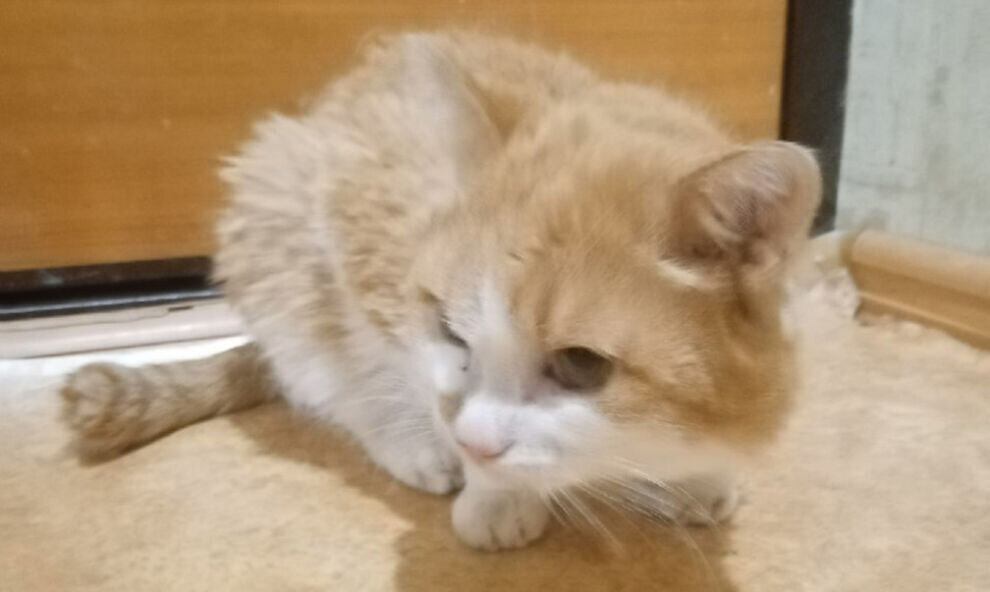    Над животным никто не издевался: в Лабытнанги хозяйка якобы избитого кота рассказала, как он попал на улицу