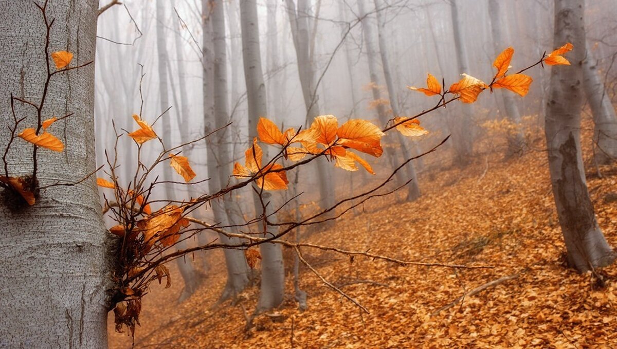 Текст грустит кленовая. Поздняя осень. Дерево с опавшей листвой. Дерево с опавшими листьями. Облетели листья.