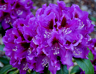 Рододендрон гибридный Распутин - один из самых темных по окраске цветков сорт. Вечнозеленый кустарник с довольно широкой кроной высотой и шириной до 120 см. Простые крупные цветки, насыщенно-фиолетовые, с темным пятном на верхнем лепестке. Собраны в компактные соцветия.