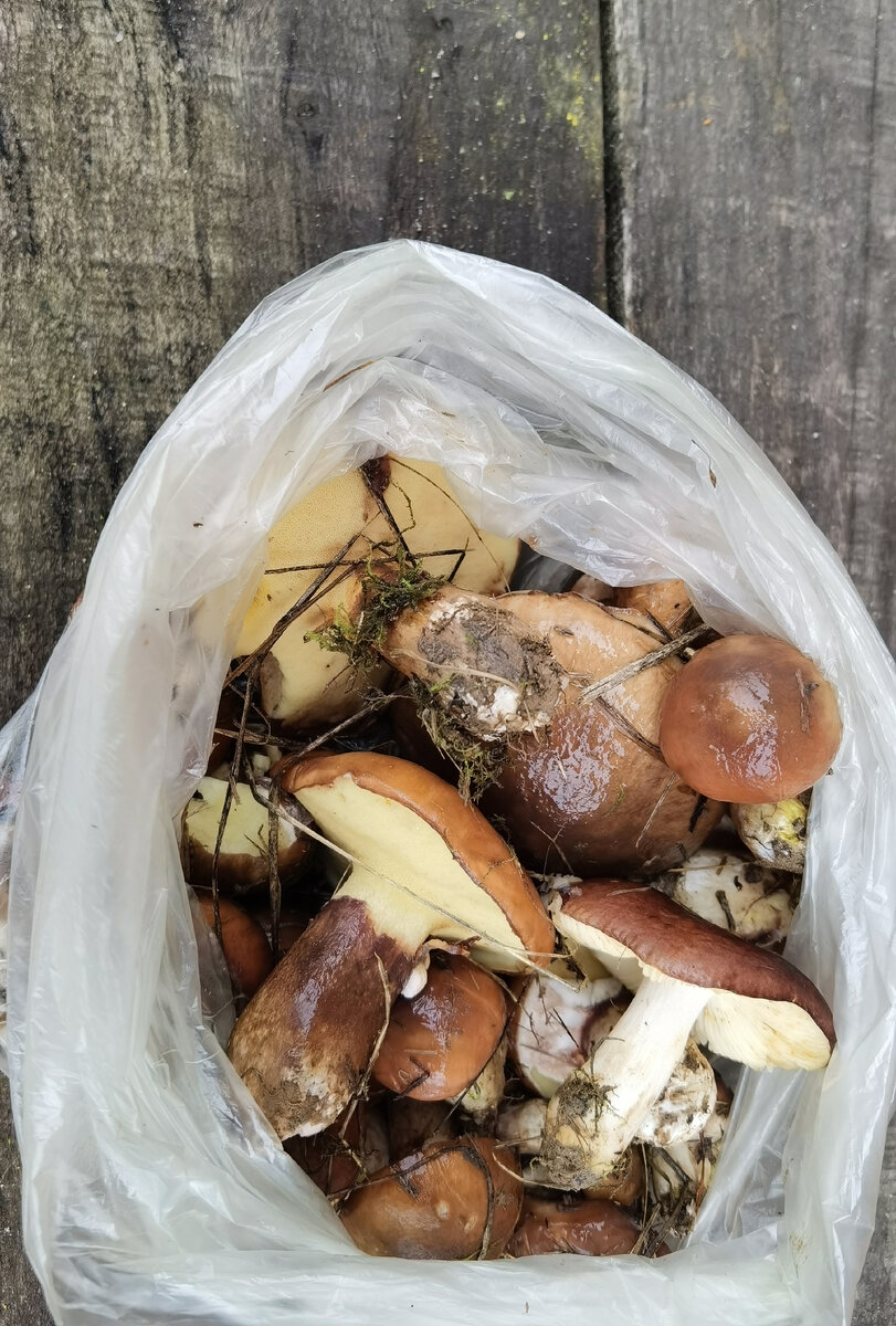 Маслята - веселые ребята!