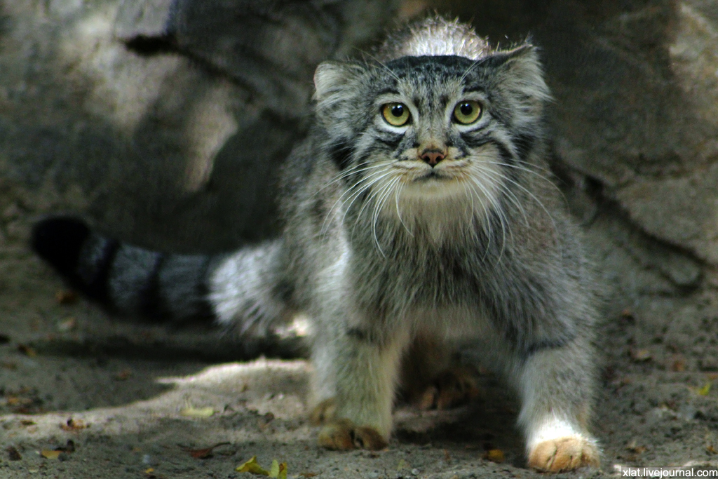 Так бы и затискала