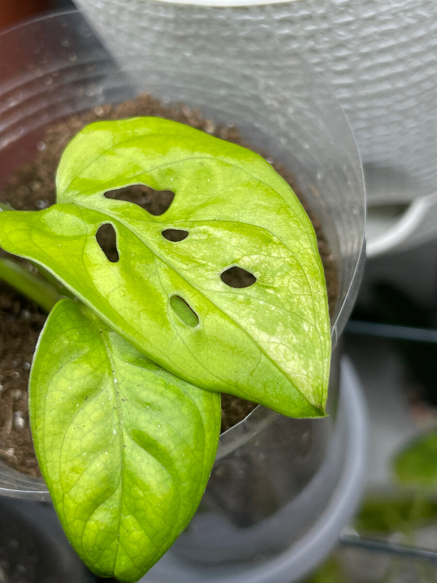 Сейчас вспоминаю как сомневалась, думала обманули, а нет. Тот самый сорт ❤️ продавец рассказывала как сама его выращивала с теми же мыслями. И ее первый вариегатный лист был 5ый. 
