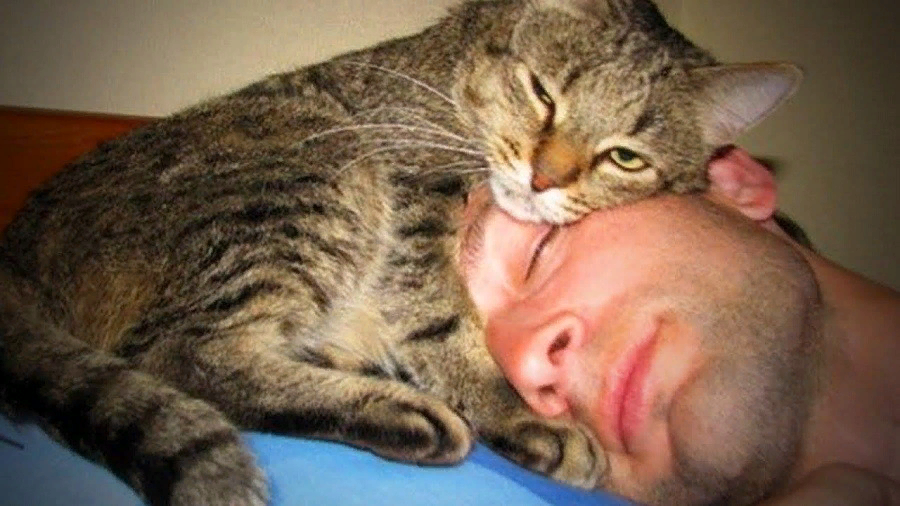 6 причин, почему кошки спят с хозяевами и что с этим делать