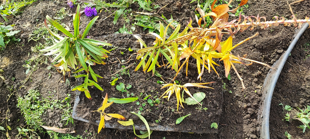 посажено всего 8 луковиц