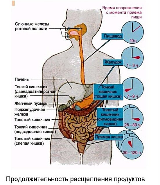 Строение пищеварительной системы человека схема. Как желудок перерабатывает пищу. Последовательность прохождение пищи по пищеварительному каналу. Кратко из чего состоит пищеварительная система. Последовательность прохождение пищи по пищеварительному каналу.