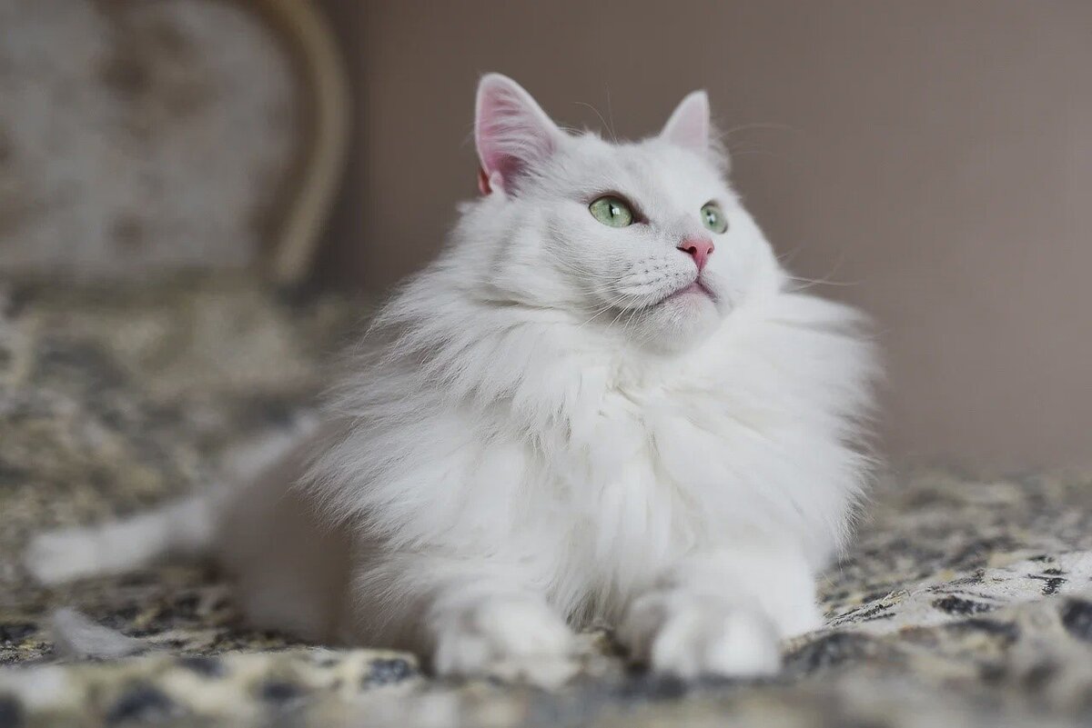 С наступлением холодов Макеша очень любит забраться под одеяло, положить голову на подушечку, но лучше всего к вам на плечо, и мур-мур-мур. Знаете, с таким теплым другом не страшны никакие непогоды!