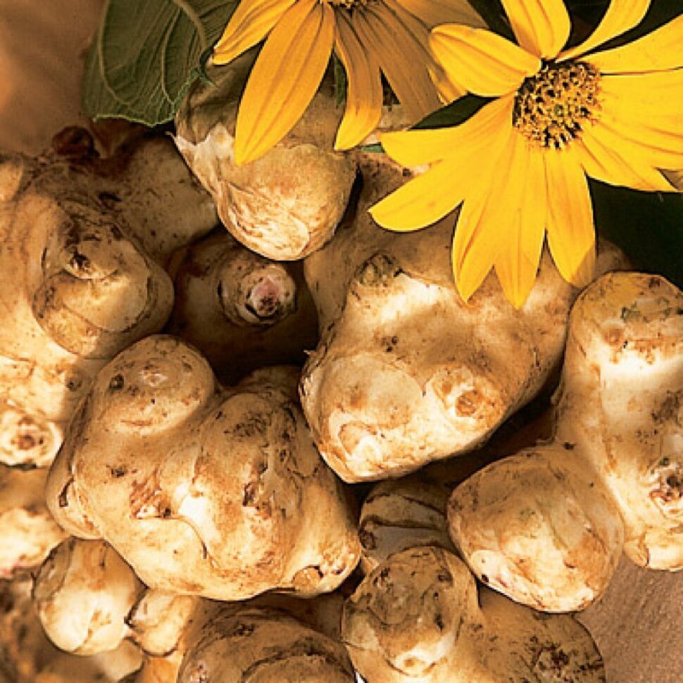 Фото из интернета. Так выглядит этот вкусненький корнеплод. Его ещё называют земляная груша. 