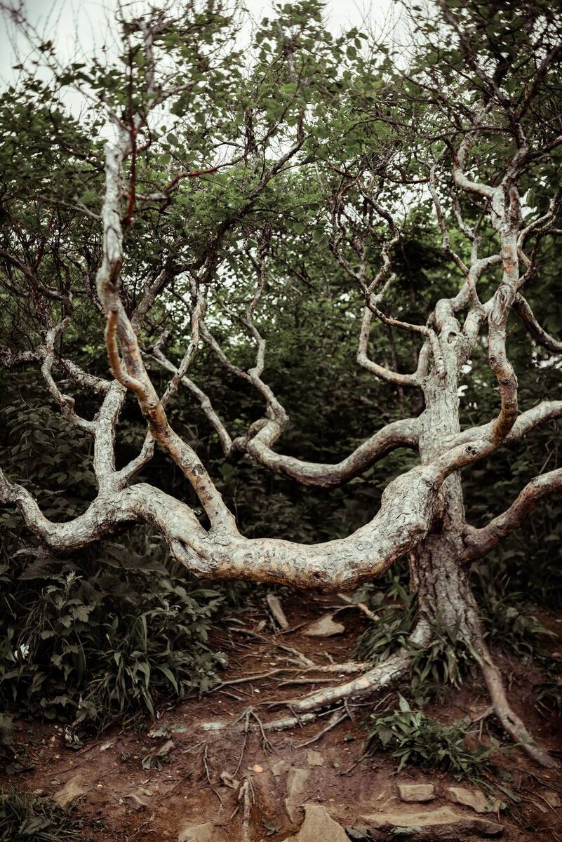 Причудливые деревья по пути на мыс Тобизина. Фото Александр Погорелый.