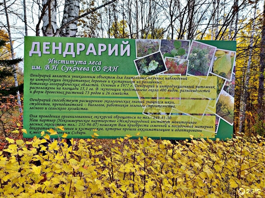 Дендрарий красноярск фото