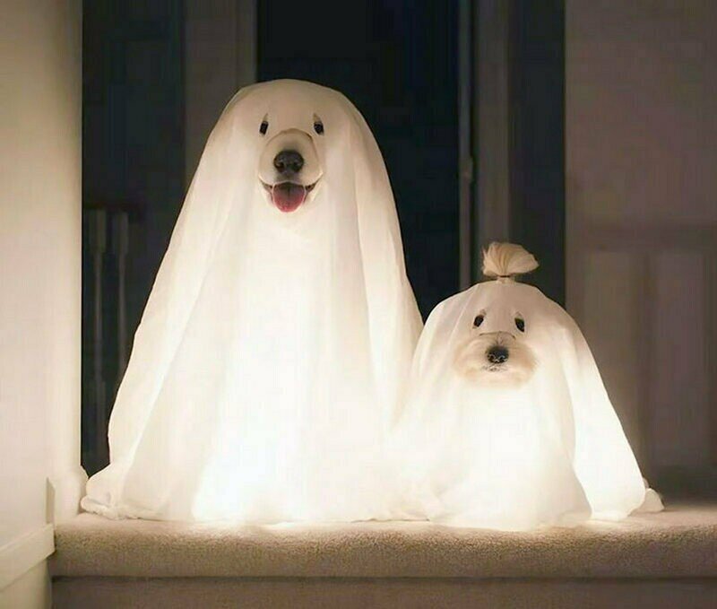    15 животных, которые подготовились к Хэллоуину лучше людей