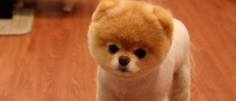                                                 Шпиц со стрижкой «медвежонок Бу»