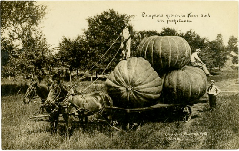 Тыквы, выращенные на почве Канзаса, приносят прибыль. Авторское право Мартин Пост Сард Ко.