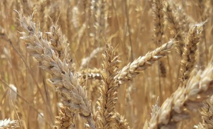    Орловская и Курская области отгрузили на экспорт в октябре свыше 100 тысяч тонн зерна и продуктов его переработки