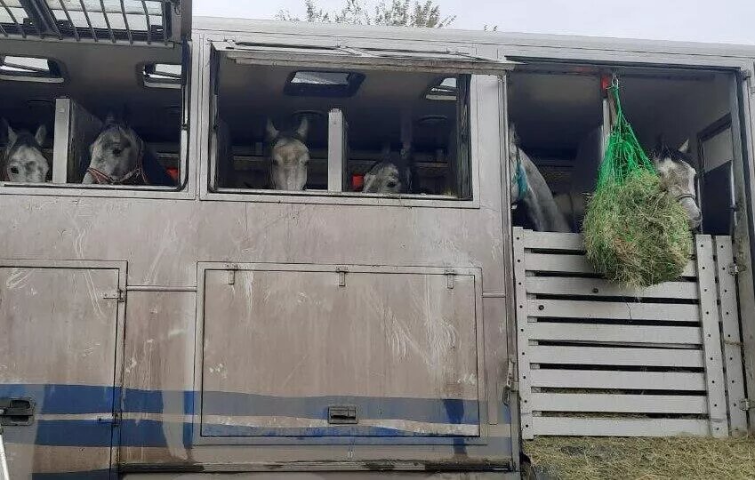 Орловские рысаки готовятся к отправке в Северную Корею. Источник: Яндекс.Картинки