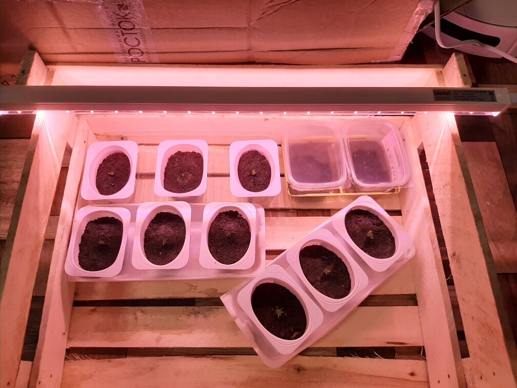 Тут видно, что розовый. Но в реальной жизни - не особо.