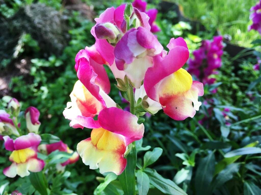 Antirrhinum Snaptastic Pink