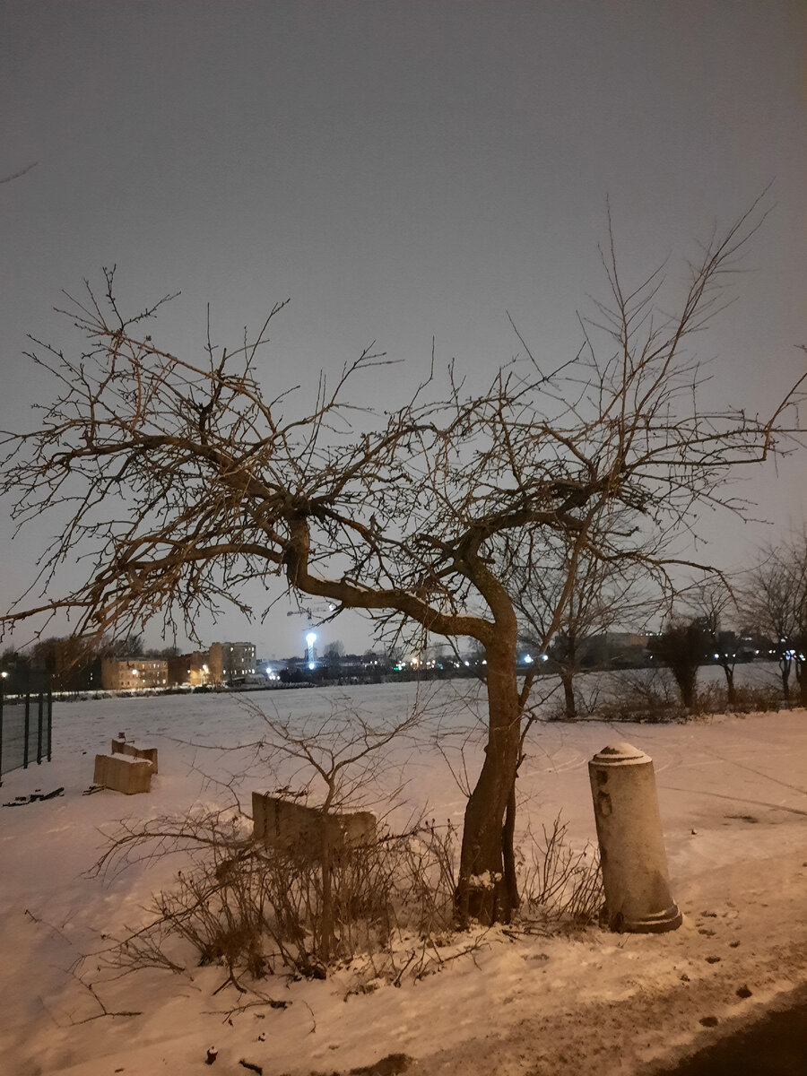 Любимая яблоня. Её каждый раз фотографирую, когда там гуляю