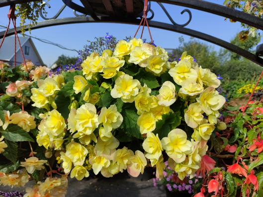 BEGONIA elatior Solenia Yellow