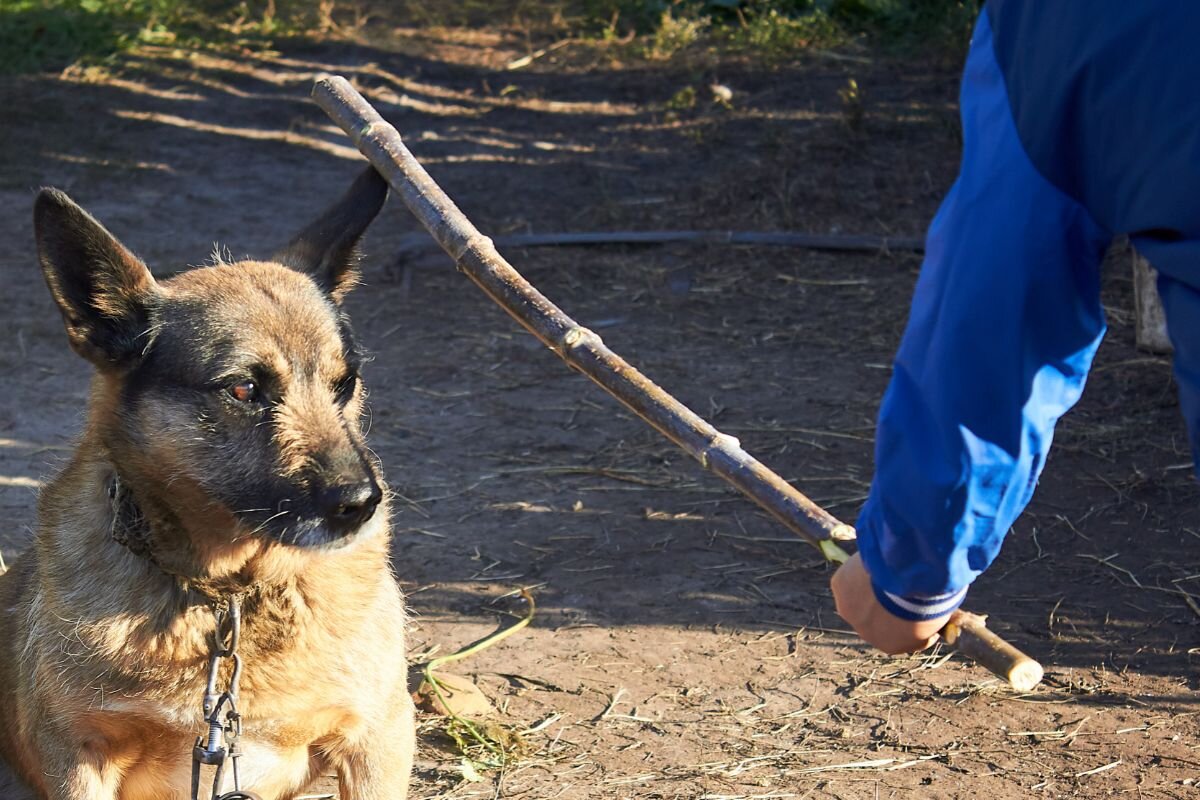 Жестокость к животным 