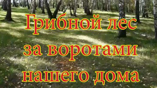 Конкурс чалавек свайго лесу итоги. Фристайл белая береза. Караоке белая береза. Березы караоке. Белая береза фристайл караоке