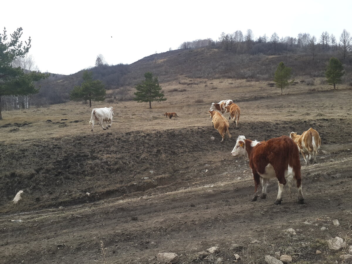 Берут собаку в кольцо