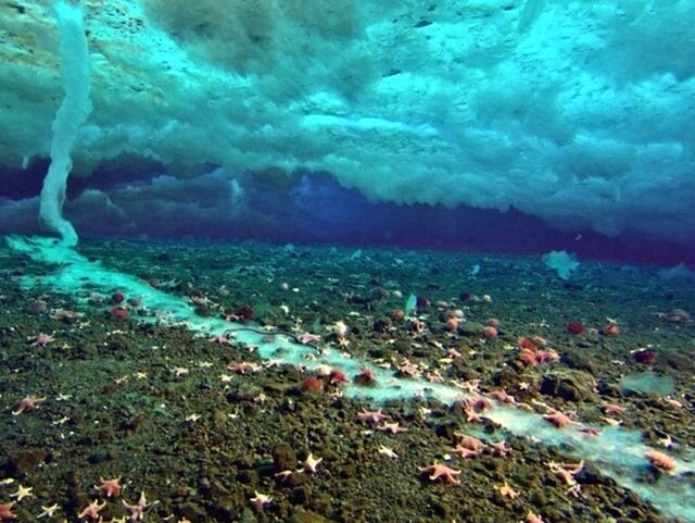 Подводные «ледяные сталактиты», обнаруженные в Арктике, являются поистине удивительным природным явлением. Несмотря на свою красоту и уникальность, для обитателей морского дна это явление представляет серьезную опасность. Дело в том, что эти подводные сосульки образуются за счет движения более соленой и охлажденной воды от поверхности океана в глубину и попутного замерзания менее соленой воды вокруг охлажденного «рассола». Откуда же берется более концентрированная соленая вода? Причиной всему айсберги, пронизанные каналами, в которых находится соленая вода. Когда относительно теплая морская вода подтапливает айсберг, эти каналы вскрываются и в результате концентрация соли в воде возрастает. Плотность образующегося рассола оказывается выше, а температура ниже, в результате этот концентрат устремляется ко дну и всего за пару часов вымораживает воду вокруг себя. При достижении дна, обледенение распространяется по поверхности, уничтожая организмы, неспособные скрыться от опасности. За это убийственное свойство ледяной сталактит и получил название «палец смерти».