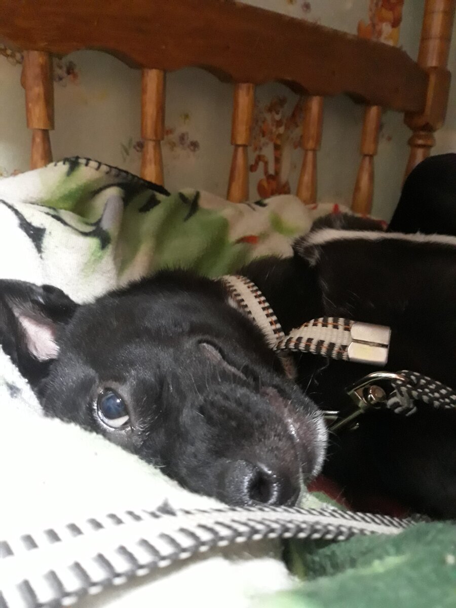 Собака - друг человека